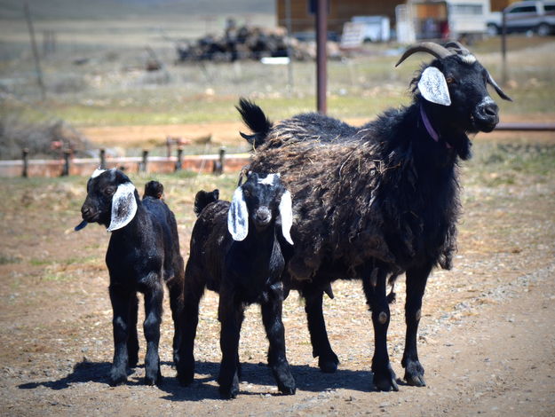 Nanny and Kids. Photo by Terry Allen.