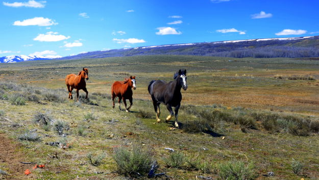 Home on the Range. Photo by Terry Allen.