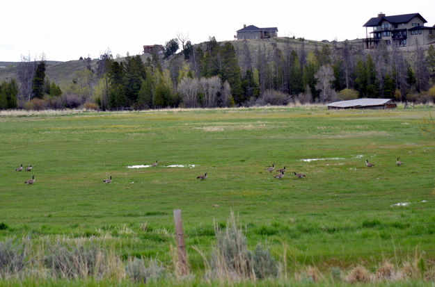 Geese Along the Way. Photo by Terry Allen.