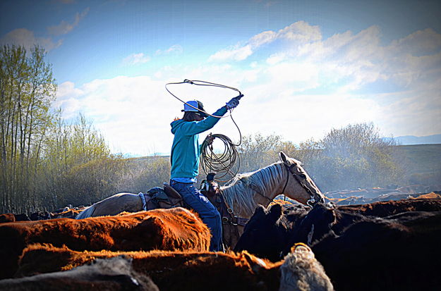 Lasso. Photo by Terry Allen.