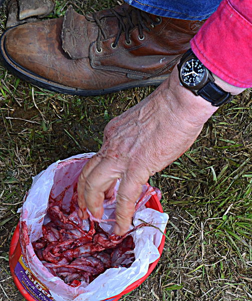 Gourmet Dining in Some Circles. Photo by Terry Allen.