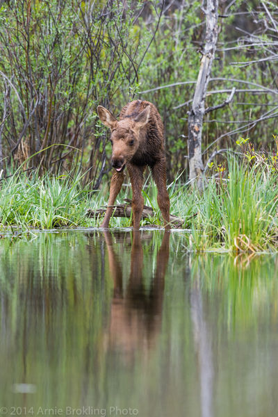 Calf moose. Photo by Arnold Brokling.