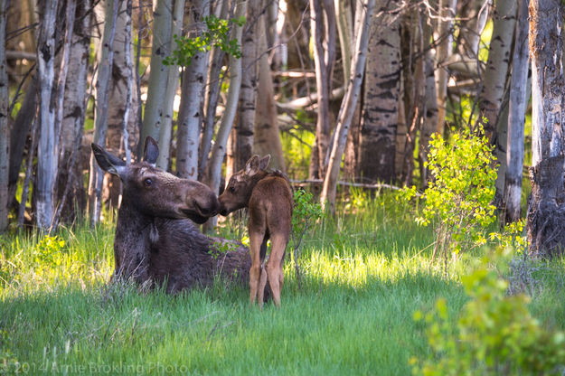 Cow and calf moose. Photo by Arnie Brokling.