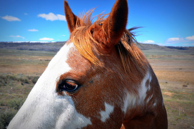 Friendly mare. Photo by Terry Allen.