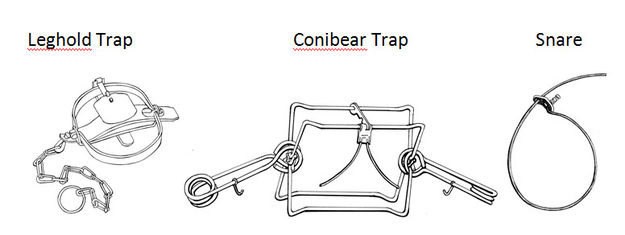 Traps and snares. Photo by Wyoming Untrapped.