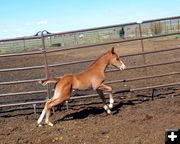 Little Sprinter. Photo by Terry Allen.