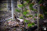 The Bird Who Saw it All. Photo by Terry Allen, Pinedale Online!.