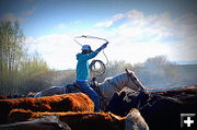 Lasso. Photo by Terry Allen.