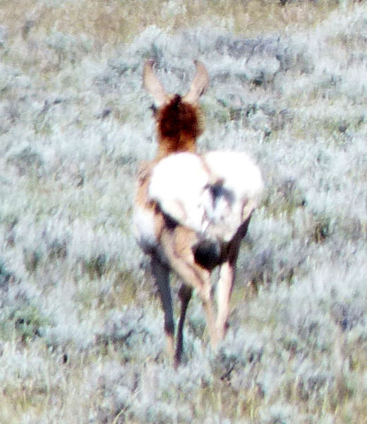 Close up. Photo by Dawn Ballou, Pinedale Online.