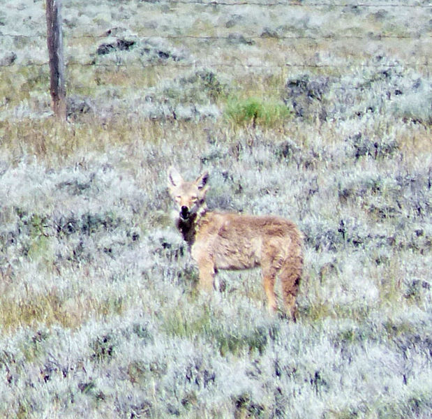 Coyote. Photo by Dawn Ballou, Pinedale Online.