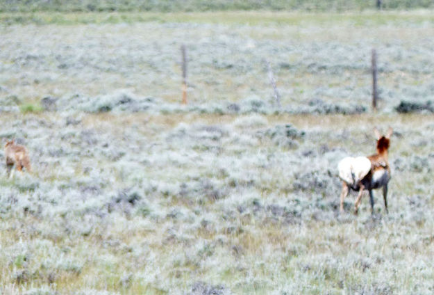 Pushing away. Photo by Dawn Ballou, Pinedale Online.