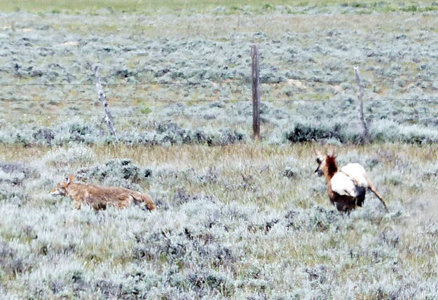 Running it off. Photo by Dawn Ballou, Pinedale Online.