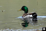 Mallard. Photo by Fred Pflughoft.