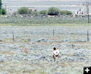 Confronting. Photo by Dawn Ballou, Pinedale Online.