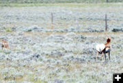 Pushing away. Photo by Dawn Ballou, Pinedale Online.