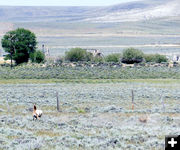 Running over the hill. Photo by Dawn Ballou, Pinedale Online.