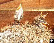 Feed Me!. Photo by Dawn Ballou, Pinedale Online.