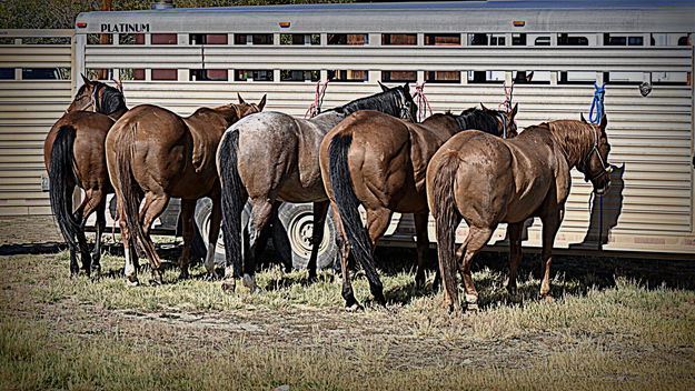 Waiting to Run Down Steers. Photo by Terry Allen.