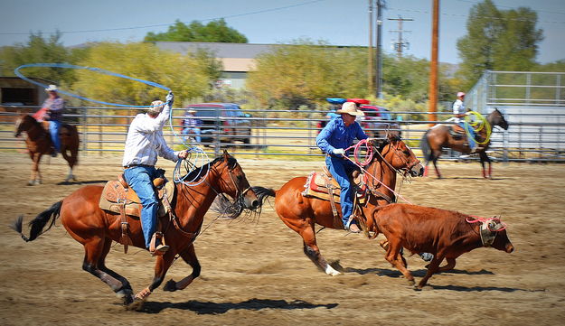 Heading and Heeling. Photo by Terry Allen.