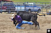 A Man and his Steer. Photo by Terry Allen.