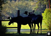 Town Park Moose. Photo by Terry Allen.