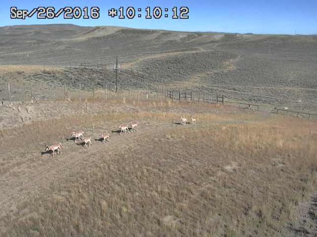 Antelope crossing over. Photo by Trapper's Point Wildlife Overpass webcam.