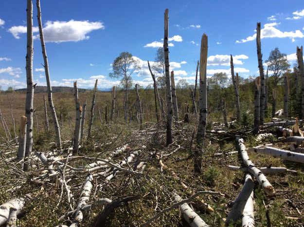 Broken trees. Photo by http://www.weather.gov/riw/SubletteTornado2016Sept4.