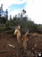 Snapped tree. Photo by Troy Fieseler.