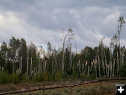 Clipped trees. Photo by Troy Fieseler.