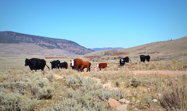 Cattle Drifting. Photo by Terry Allen.