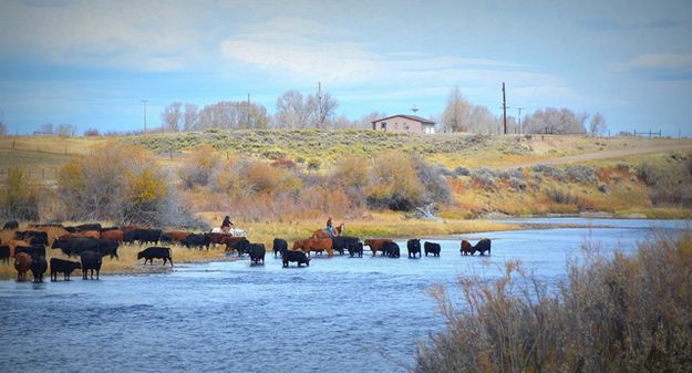 Stopping to Water the Herd. Photo by Terry Allen.