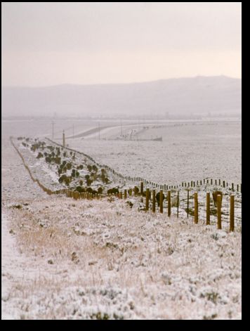 Drifting South in the Snow. Photo by Upper Green River Cattle Association.