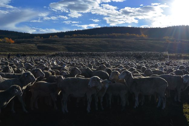 Ewes. Photo by Cat Urbigkit, Pinedale Online.