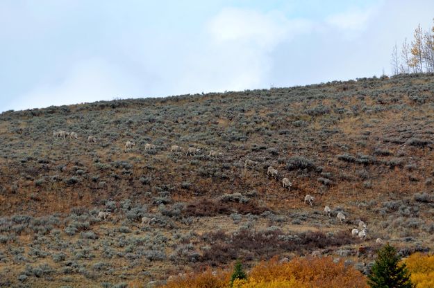 Ewes Coming Down. Photo by Cat Urbigkit, Pinedale Online.