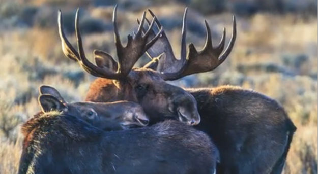 Moose. Photo by Dave Bell.