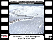 First Snow push. Photo by Trappers Point Wildlife Overpass Webcam.
