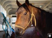 Horse in a trailer. Photo by Terry Allen.