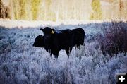 Frosty Cattle at 14 degrees. Photo by Terry Allen.