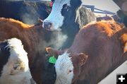 Cluster of Cattle in Cutting Pens. Photo by Terry Allen.