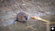 Muskrat in a Stream. Photo by Terry Allen.