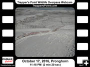 Night migration. Photo by Trappers Point Wildlife Overpass Webcam.