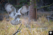 Great Gray. Photo by Arnold Brokling.