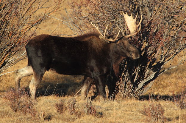 Bull Moose. Photo by Fred Pflughoft.