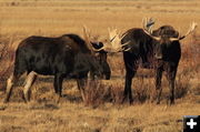 Bulls. Photo by Fred Pflughoft.