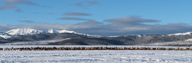 Feedground elk. Photo by Arnold Brokling.