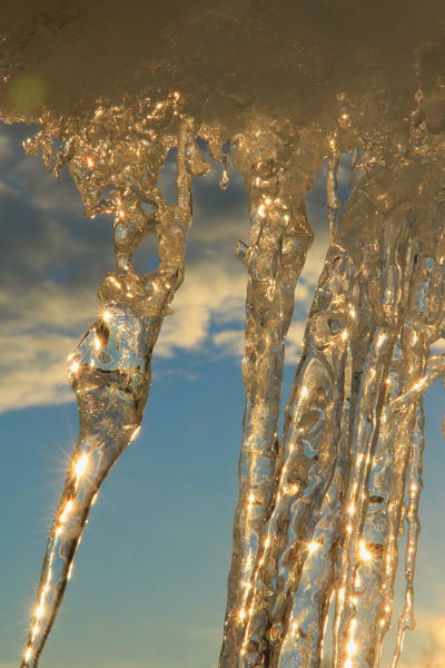 Icicle sticks. Photo by Fred Pflughoft.