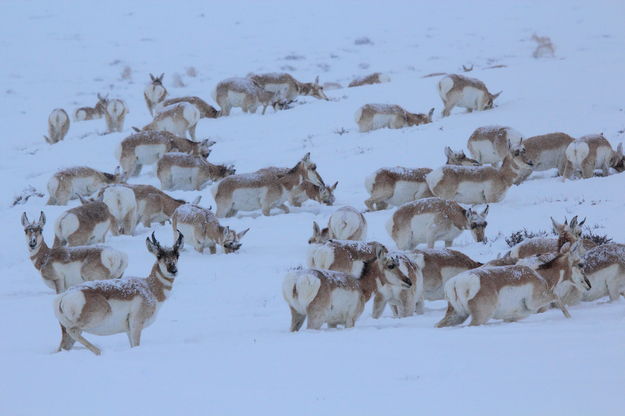 Wintering pronghorn. Photo by Fred Pflughoft.