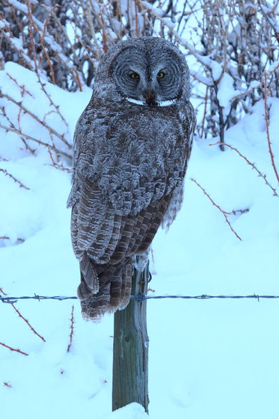 Great grey owl. Photo by Fred Pflughoft.