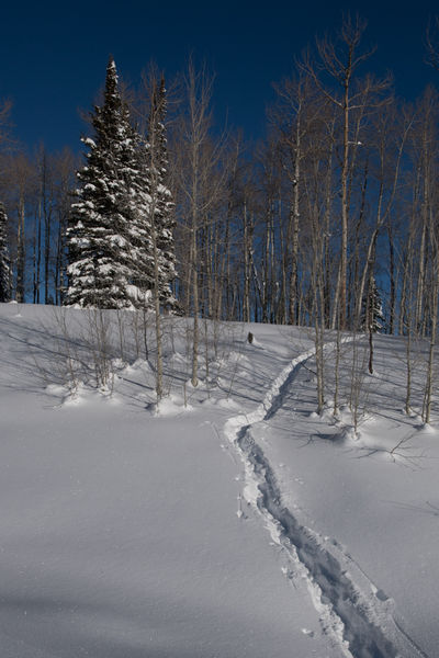 Snow trail. Photo by Arnold Brokling.