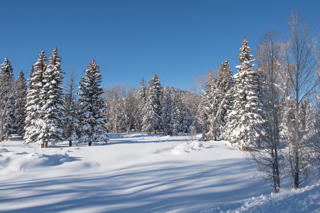 Snowy trees. Photo by Arnold Brokling.